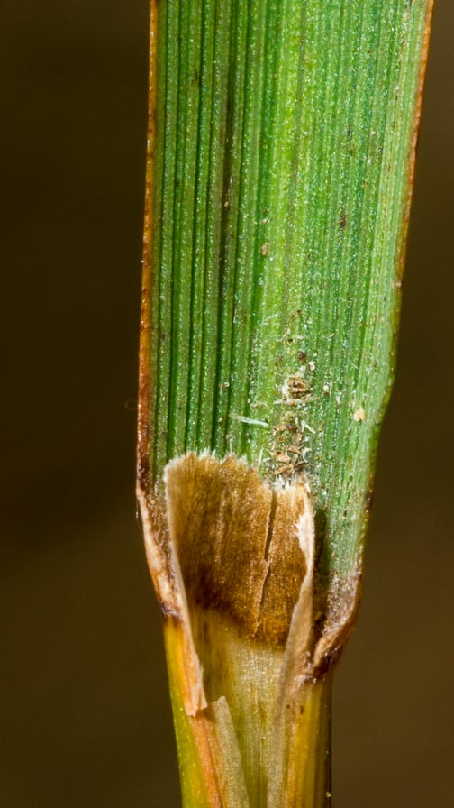 Poaceae in crinale appenninico